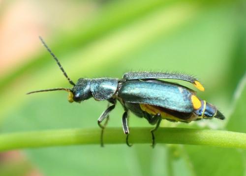 Réf. 233 989 : Clanoptilus elegans
